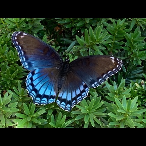 Meet your Posher, Nichole - Picture 7 of 8